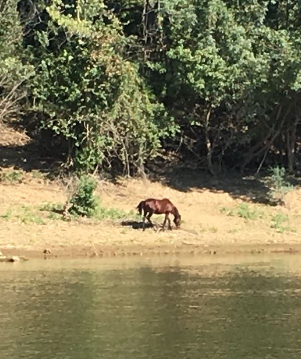 Wild horse on the Cumberland river with a halter on.